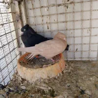 پرنده|پرنده|اصفهان, باغ نگاره|دیوار