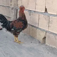 حیوانات