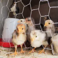 جوجه های ی ماهه بومی وبرهاما