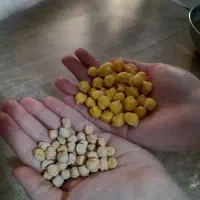 نخود