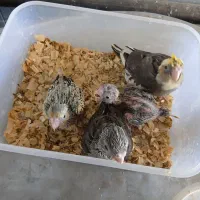 جوجه عروس