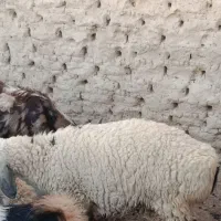 گوسفند