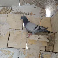 پلاکی گرفته