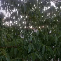 ویلایی-فروشی-یا-معاوضه