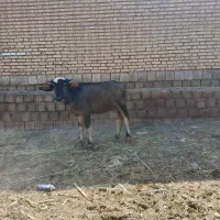 دو عدد نر گاومیش شیر مست