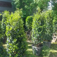 گل یاس|گل و گیاه طبیعی|سنگر, |دیوار