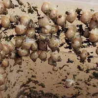 حلزون|خزنده|زنجان, |دیوار