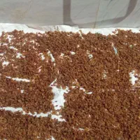 فروش کشمش تازه
