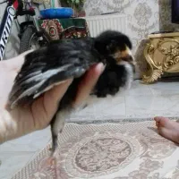 ۲عدد جوجه رسمی و یک عدد جوجه رنگی