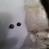 گردنی و بازوبند  محبت روزی