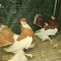 کبوتر زینتی یو ولگا