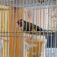 پرنده سهره