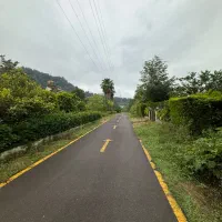 زمین ۵۵۱ متری شهرکی خاص جنگلی سند تک برگ