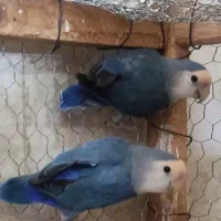 طوطی کوتوله برزیلی