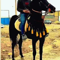 سیلمی بن محشر