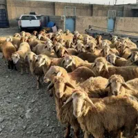 قلم بنیاد ظفر یاس* دام طلایی * شاهین ویلا