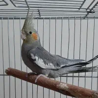 جوجه عروس هلندی