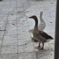 یک‌جفت‌غاز‌نر‌‌ماده‌تخمی‌‌‌