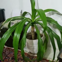 گل وگلدان طبیعی