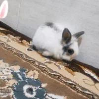 حراج خرگوش
