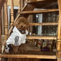 جفت گیری با پودل ماده کشش