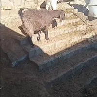 بز و میش چاق