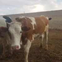 گوساله ماده چاق تلیسه