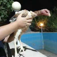 دو عدد مرغ لاری عالی