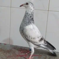 جوجه المانی