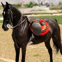 مادیان درجه ۱ کره گلپا