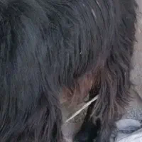 گوسفند چاق