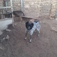 سگ گله ای|سگ|قیامدشت - خاورشهر, |دیوار