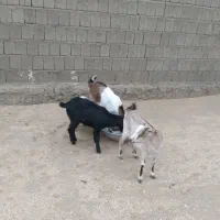 کهروک خوش رنگ و نری