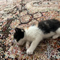پیشی|گربه|تبریز, |دیوار