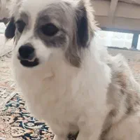 سگ ماده اشتپیز ۳ساله