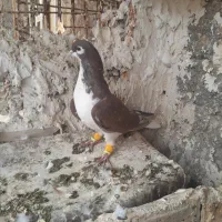 دوتاساده سرخ نر جوان پرشی پر خال سیاه