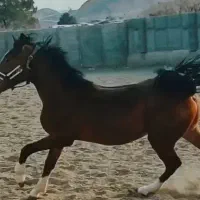 کره نریان کره سهیل اهنکوب