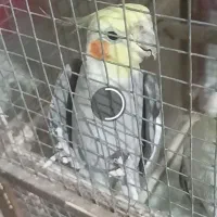 جفت عروس هلندی