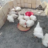 مرغ گوشتی