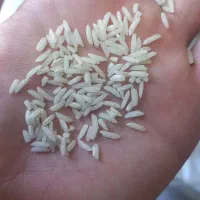 برنج هاشمی الک کارخانه