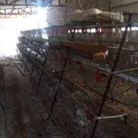 قفس مرغ تخم گذار