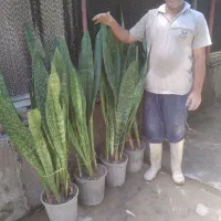 انواع سانسوریا پوستماری ابلق کراواتی متالیکاامریکن