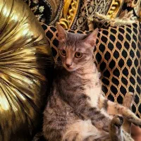 واگذاری بچه گربه زیبا و خاص
