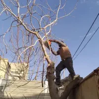خرید چوب