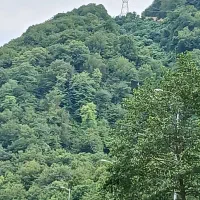 سلام یک عدد کنده درخت توت به فروش میرسه