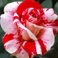 گل رز هلندی روند ساناز محبوبه شب کاغذی یاس