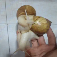 حلزون