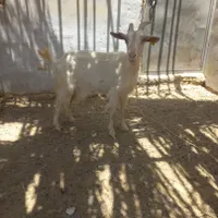 بز سانن|حیوانات مزرعه|اردکان, |دیوار