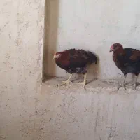 فروش جوجه مرغ و جوجه خروس