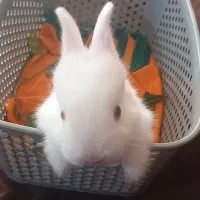 بچه خرگوش
